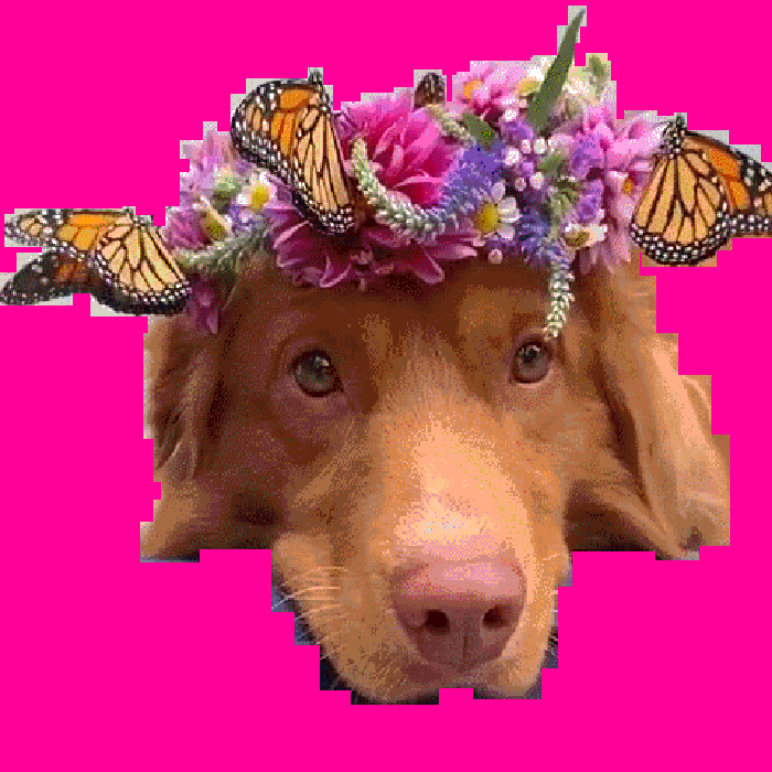 Doggy Glitch hero GIF
